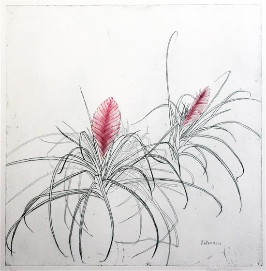 Elizabeth Blackadder (1931-) Tillandsia, 25 x 25in.